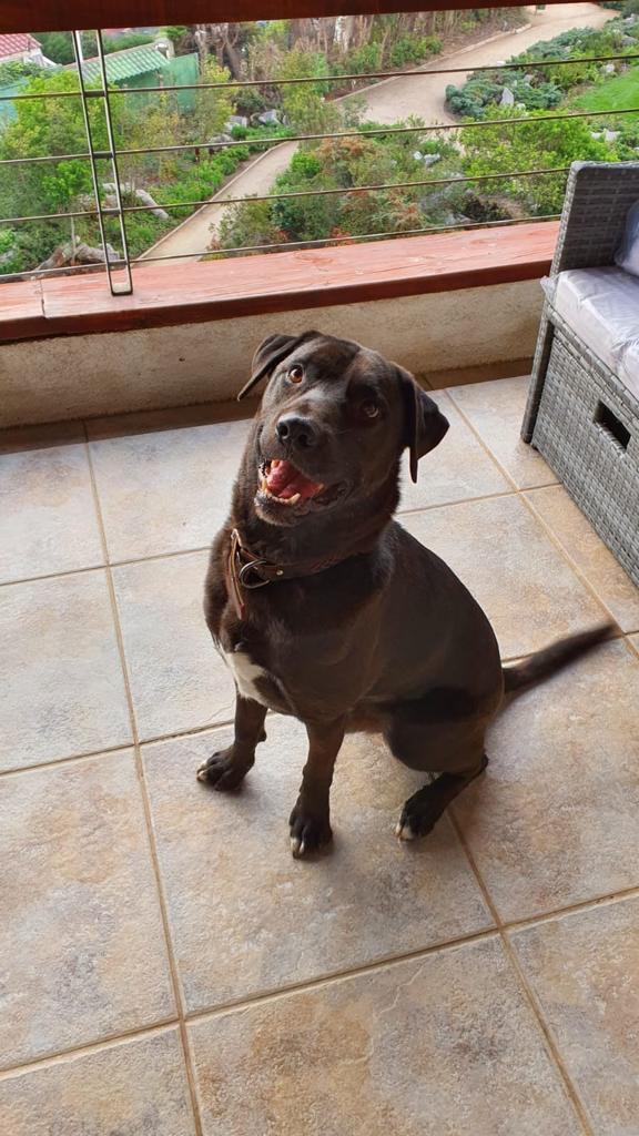 Vodka, the best dog in Chile