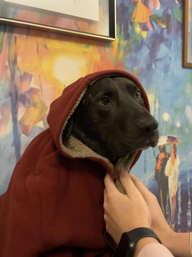 Vodka being adorable